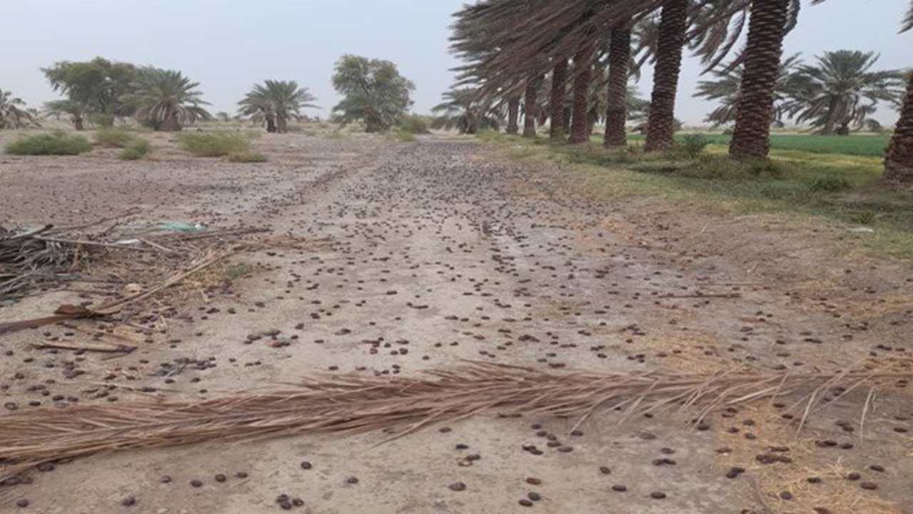 خسارت ۱۰۰۰ میلیاردی طوفان به نخیلات جنوب کرمان