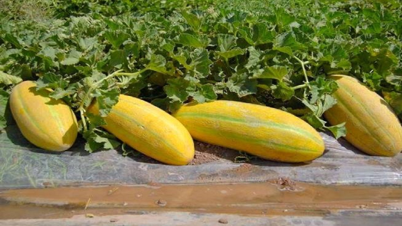 این میوه را بی موقع نخورید تا پای لرزش ننشینید!
