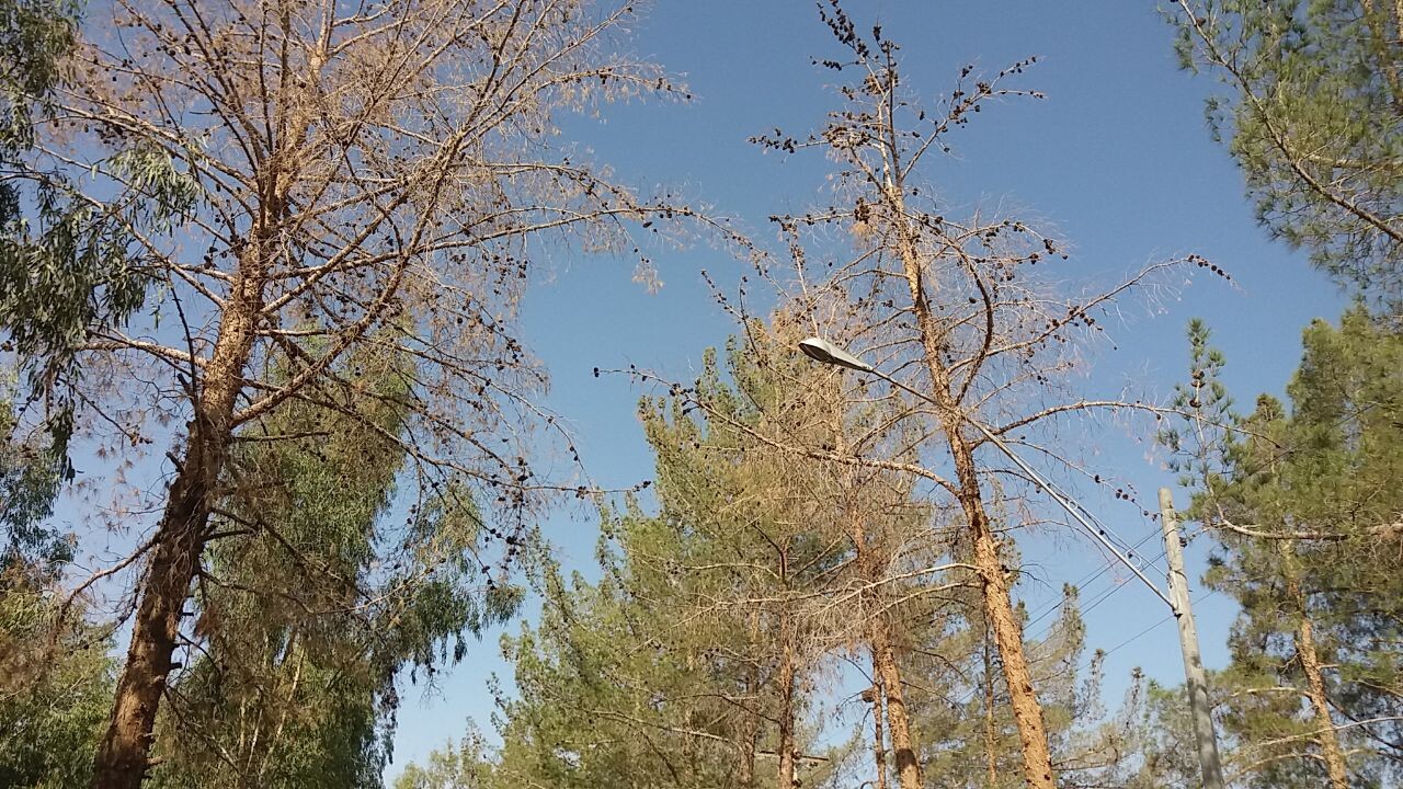 خشکیدگی عجیب کاج ها در راور +تصاویر