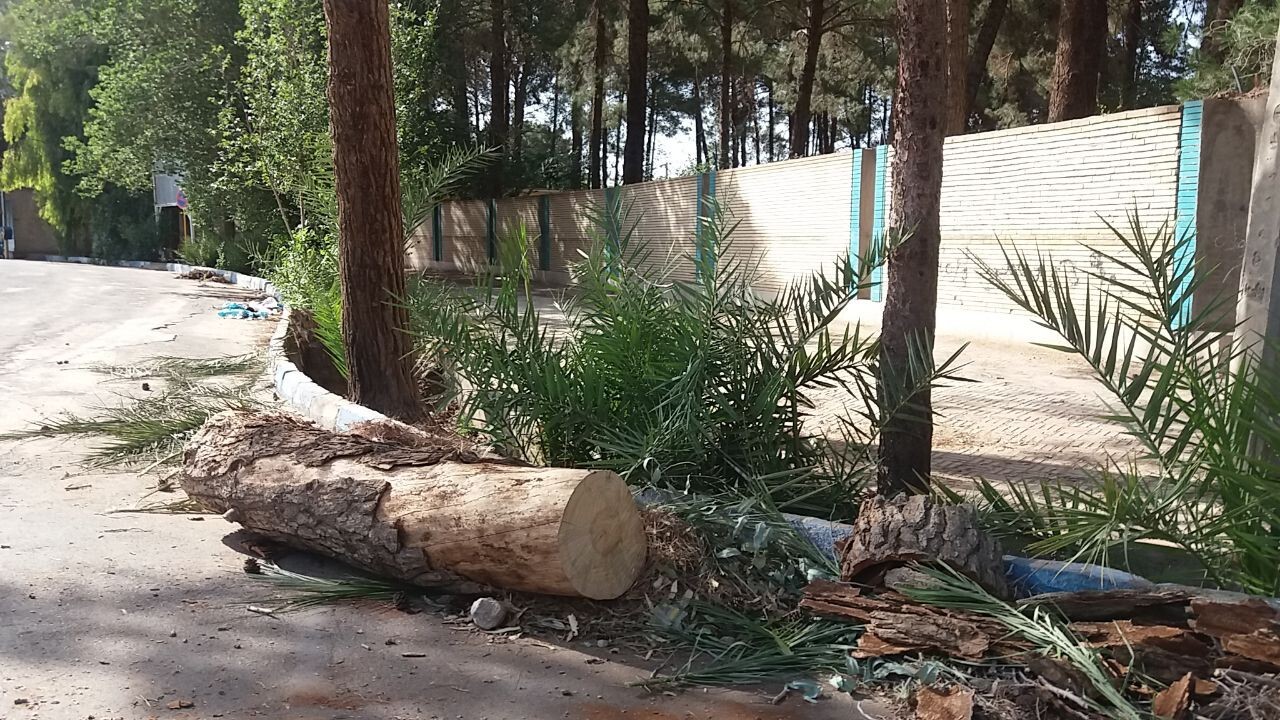 خشکیدگی عجیب کاج ها در راور+تصاویر