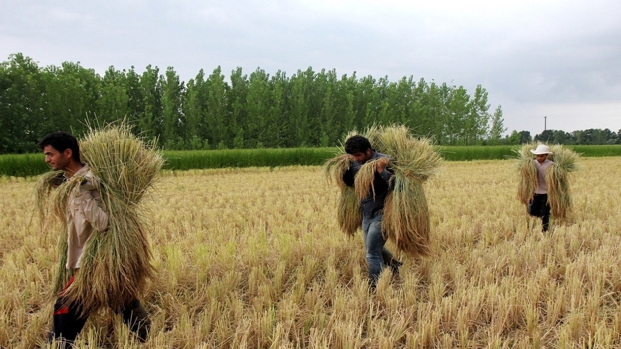 برداشت ۹۵ درصدی خوشه‌های طلایی در گیلان
