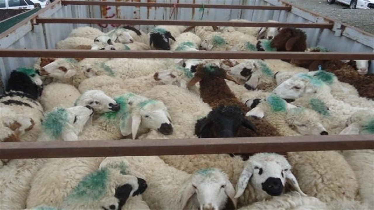 کشف دام‌های قاچاق به ارزش ۲۵۰ میلیون تومان در بهار