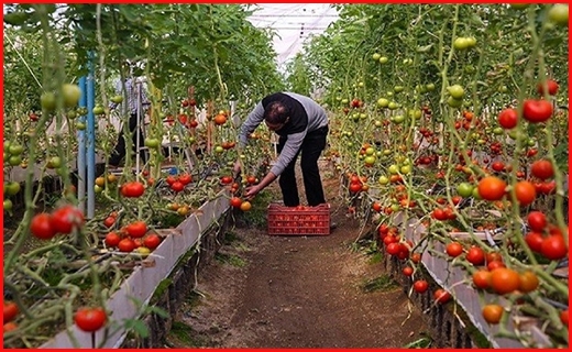 نهضت گلخانه ای، کلید قفل بیکاری فارغ التحصیلان بخش کشاورزی