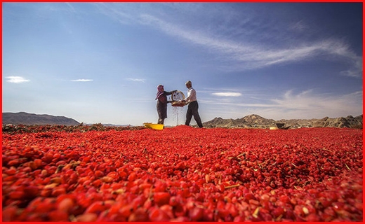 صادر شدن ۱۹۰ تن یاقوت سرخ از خراسان جنوبی