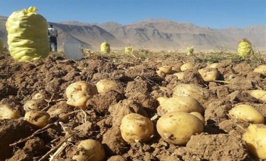 جای خالی صنایع تبدیلی در صنعت کشاورزی همدان