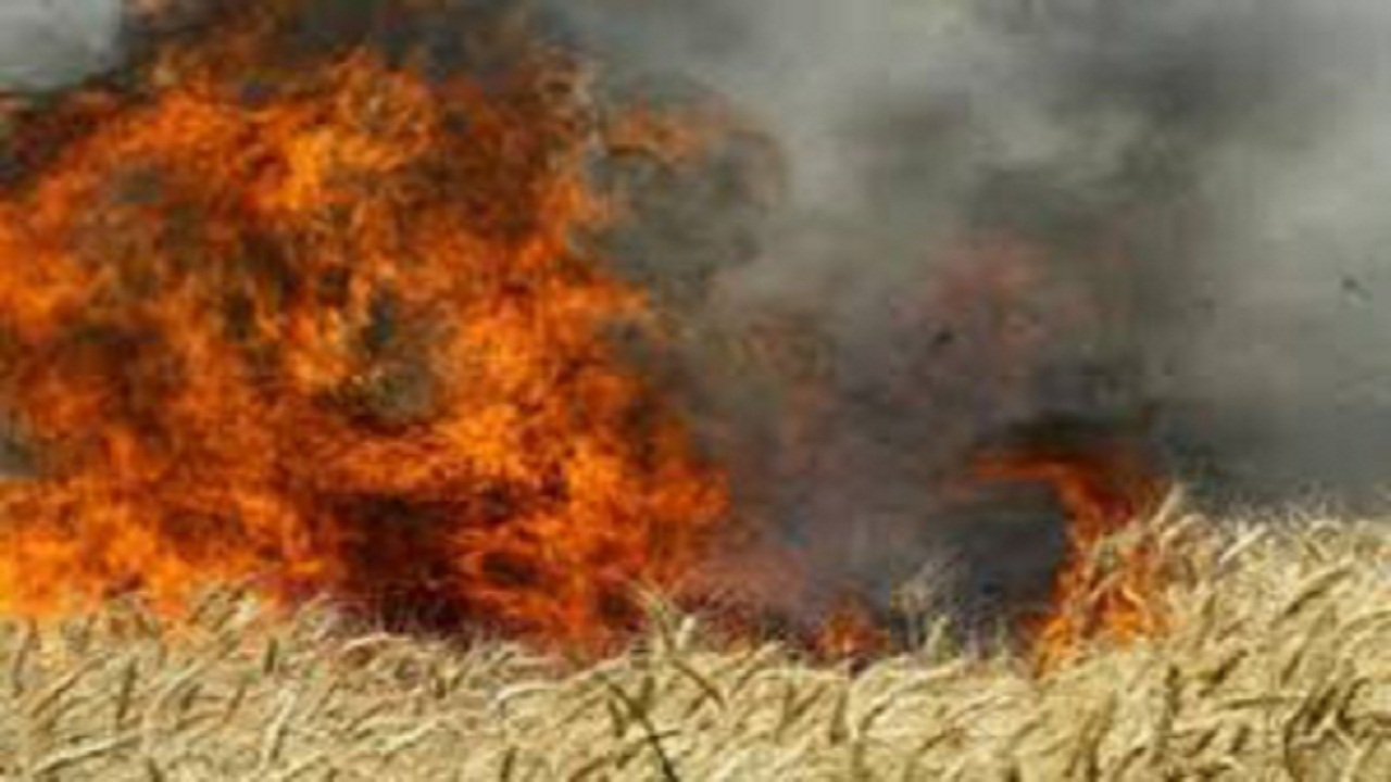 اطفای حریق در گندمزار گرمسار