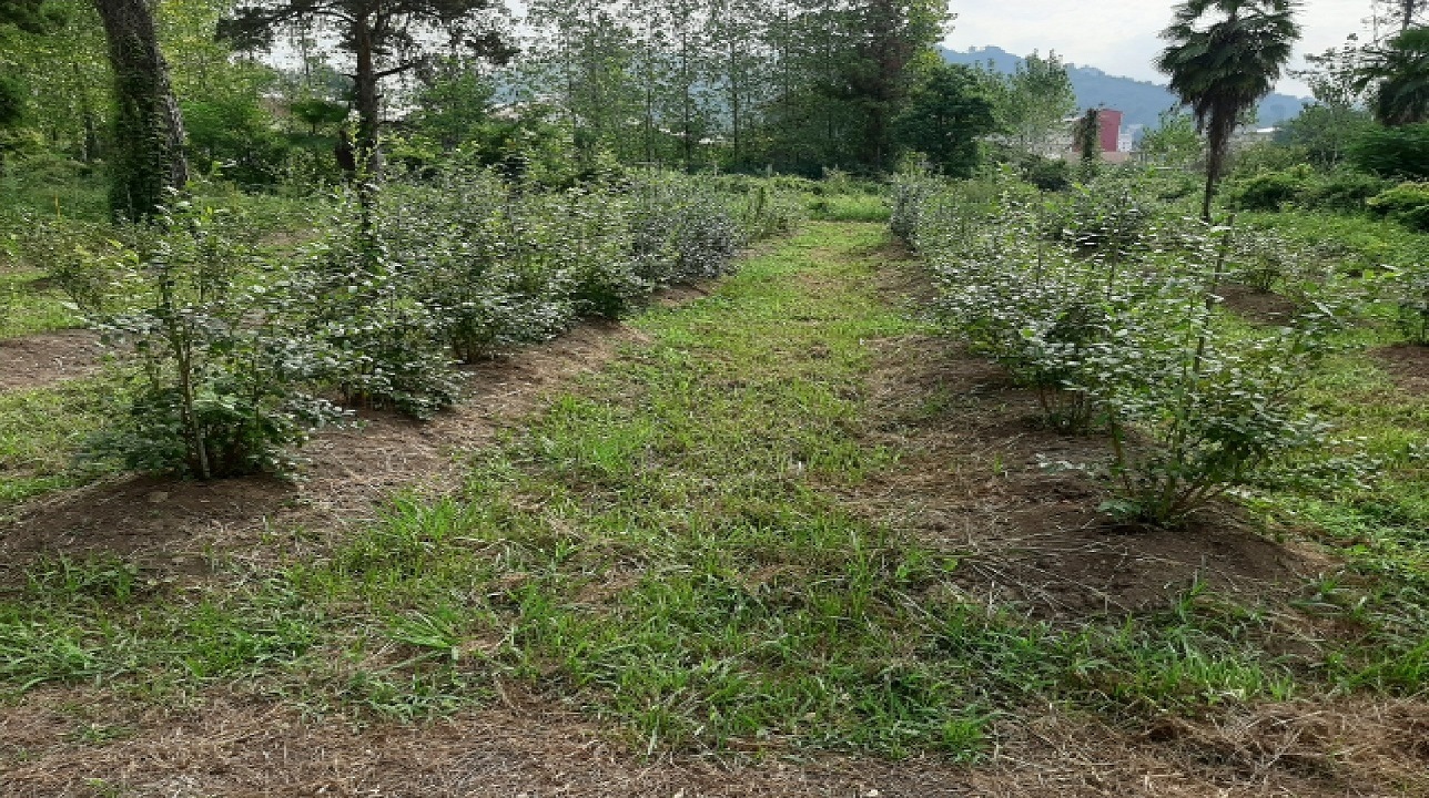 شناسایی ۲ گونه بلوبری سازگار برای کشت در گیلان