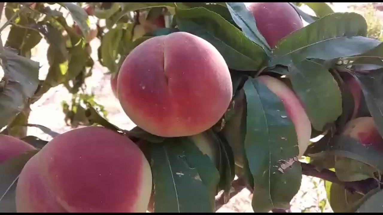 برداشت هلو در باغ های روستای جغدان + فیلم