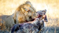 شکار هوشمندانه گوزن توسط پلنگ + فیلم