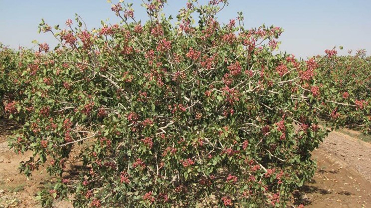 آغاز برداشت پسته از باغ‌های استان کرمان