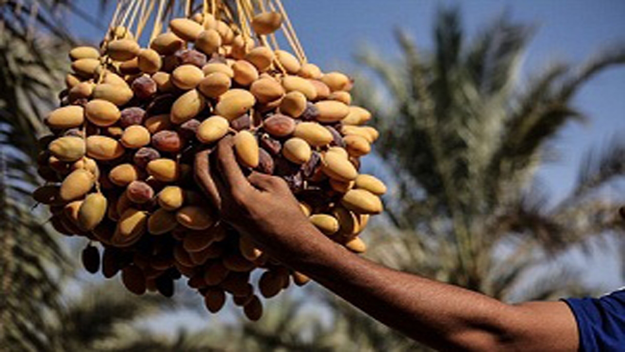 خرید توافقی خرما در دستور کار تعاون روستایی فارس