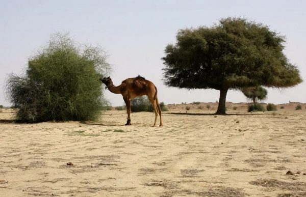مشهورترین بیابان ها