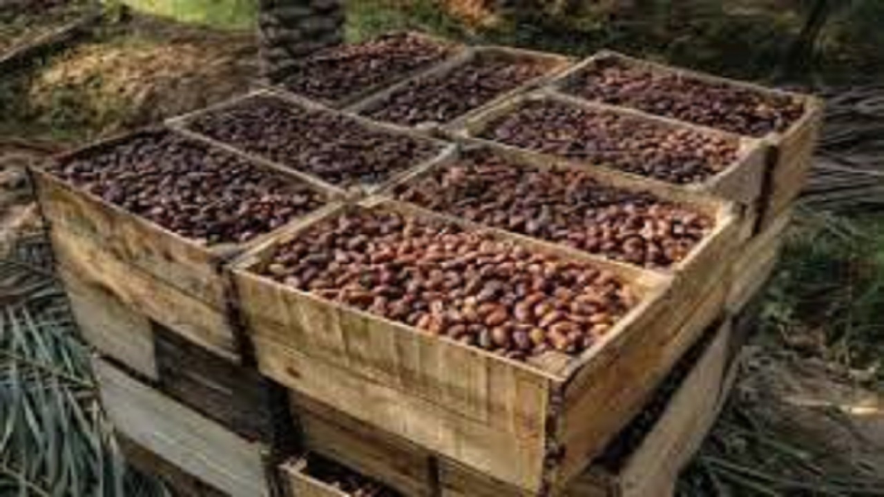 خرمای آبادان و خرمشهر به نرخ حمایتی ۹۰۰۰ تومان خریداری می‌شود