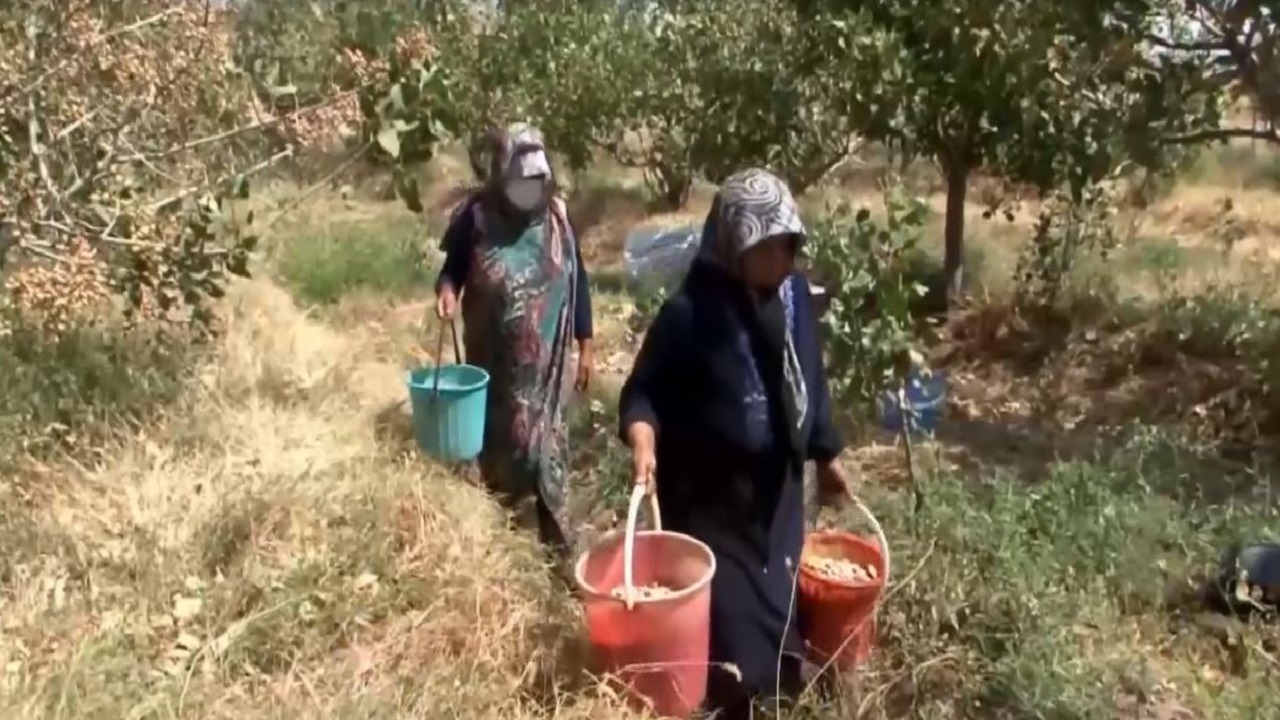 آغاز برداشت پسته از باغات یامچی