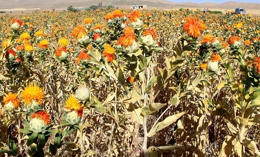 گلرنگ گیاهی برای دوران کم آبی؛ معجونی همه کاره از روغن گیری تا رنگرزی