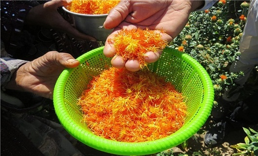 گلرنگ گیاهی برای دوران کم آبی؛ معجونی همه کاره از روغن گیری تا رنگرزی