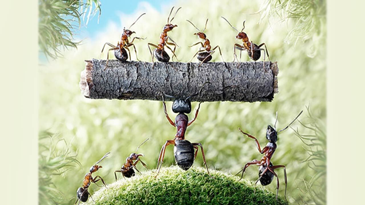 ذوق کودکان از دیدن زندگی اجتماعی در شهر مورچه‌ها + فیلم