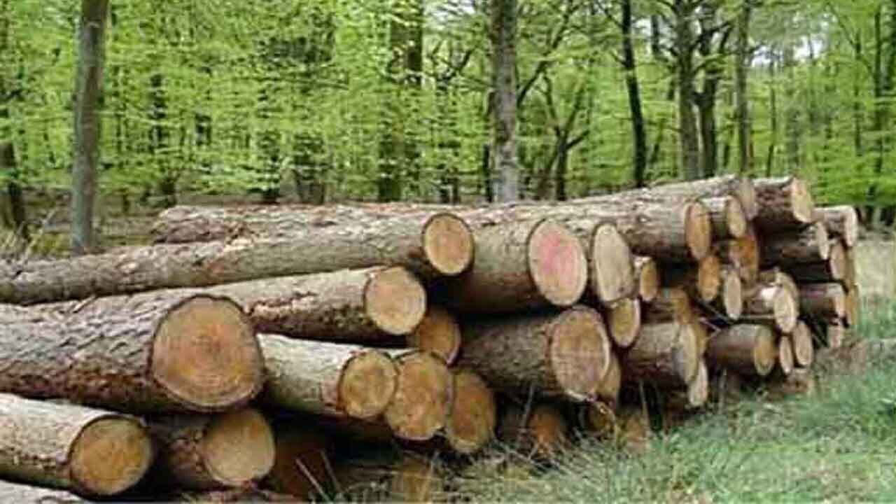 قاچاقچی چوب در آمل به دام افتاد