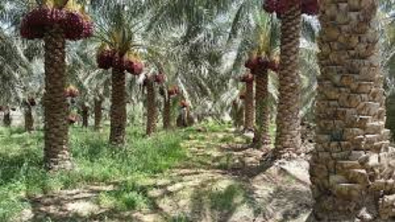 نخلداران آبادانی و خرمشهری دسترنج خود را میفروشند