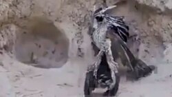 تقلید جالب سگ از رفتار صاحبش + فیلم