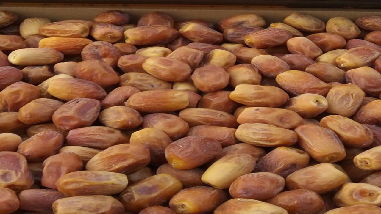 آغاز برداشت خرمای قصب در گراش