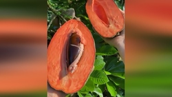 گوشه‌ای از بهشت روی زمین در گرمای طاقت فرسای بوشهر + فیلم