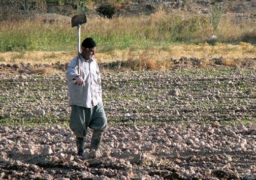 چای ترش، دلبری سرخ رنگ که کشاورزان را دلخون کرد/ امسال سازِ کشاورزی در خوزستان کوک نیست