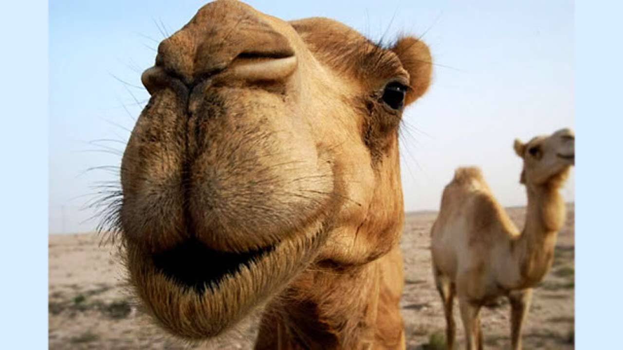 حرکت عجیب و غریب یک شتر برای جذب شترهای دیگر! + فیلم