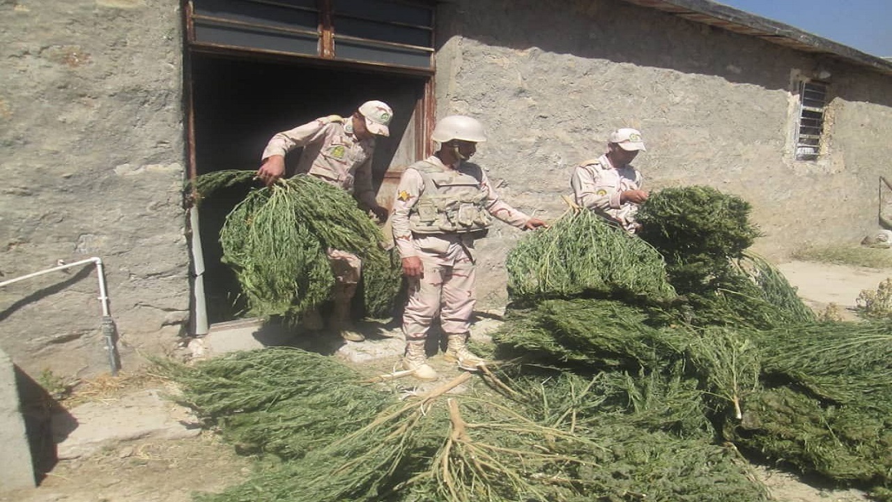کشف ۵۰۰ کیلوگرم ماریجوانا در سردشت