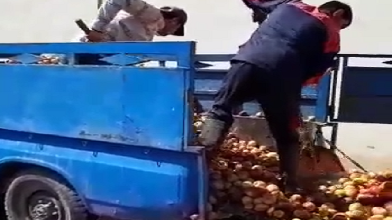 ارزانی باورنکردنی میوه در این شهر صدای کشاورزان را درآورد! + فیلم