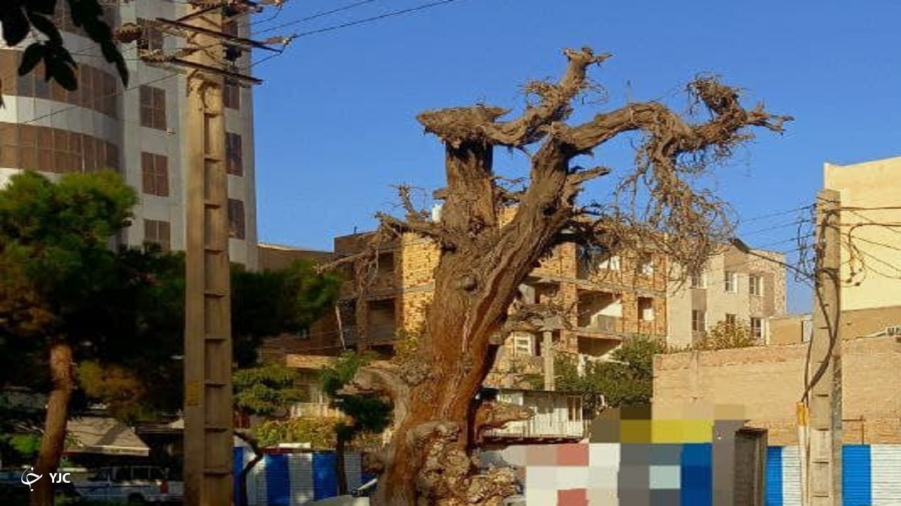 سرو کهنسال گوهردشت