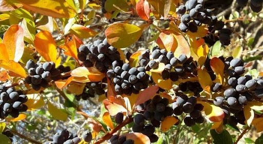 کاشت و توسعه رویشگاه گونه جنگلی زرشک کوهی در ششتمد