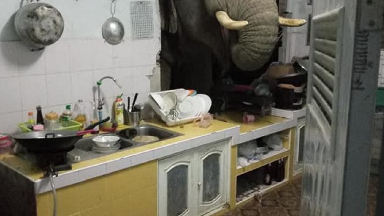 فیلی که خود را برای مهمانی به یک خانه دعوت کرد
