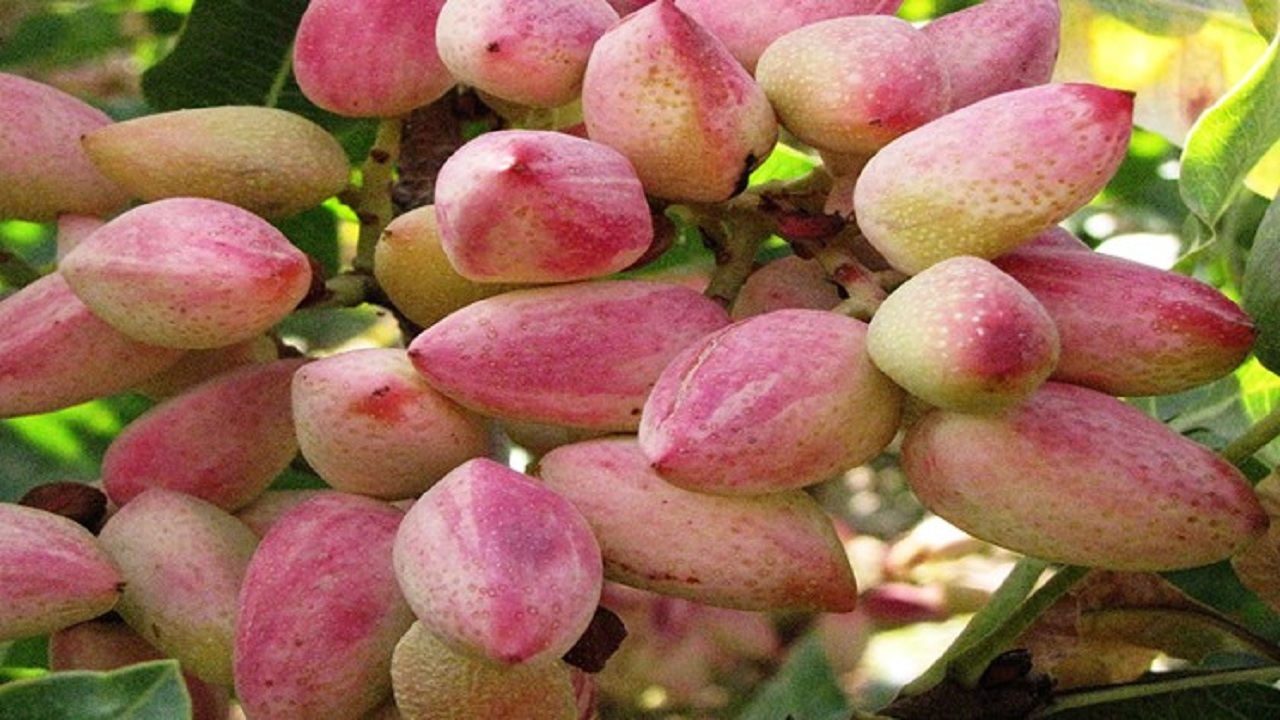برداشت۱۸۰ تن پسته‌ از باغات شهرستان جلفا