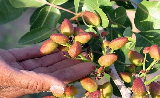پسته های سرایان نیز دچار آفت و بلایای طبیعی شدند اما این امر نتوانسته بر روحیه کشاورزان تأثیر بگذارد