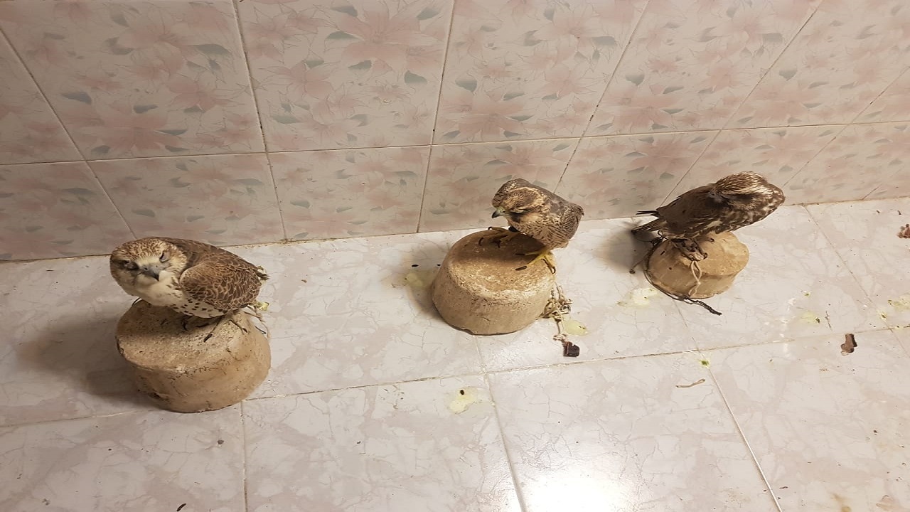 محموله قاچاق پرندگان شکاری در دشتستان کشف شد