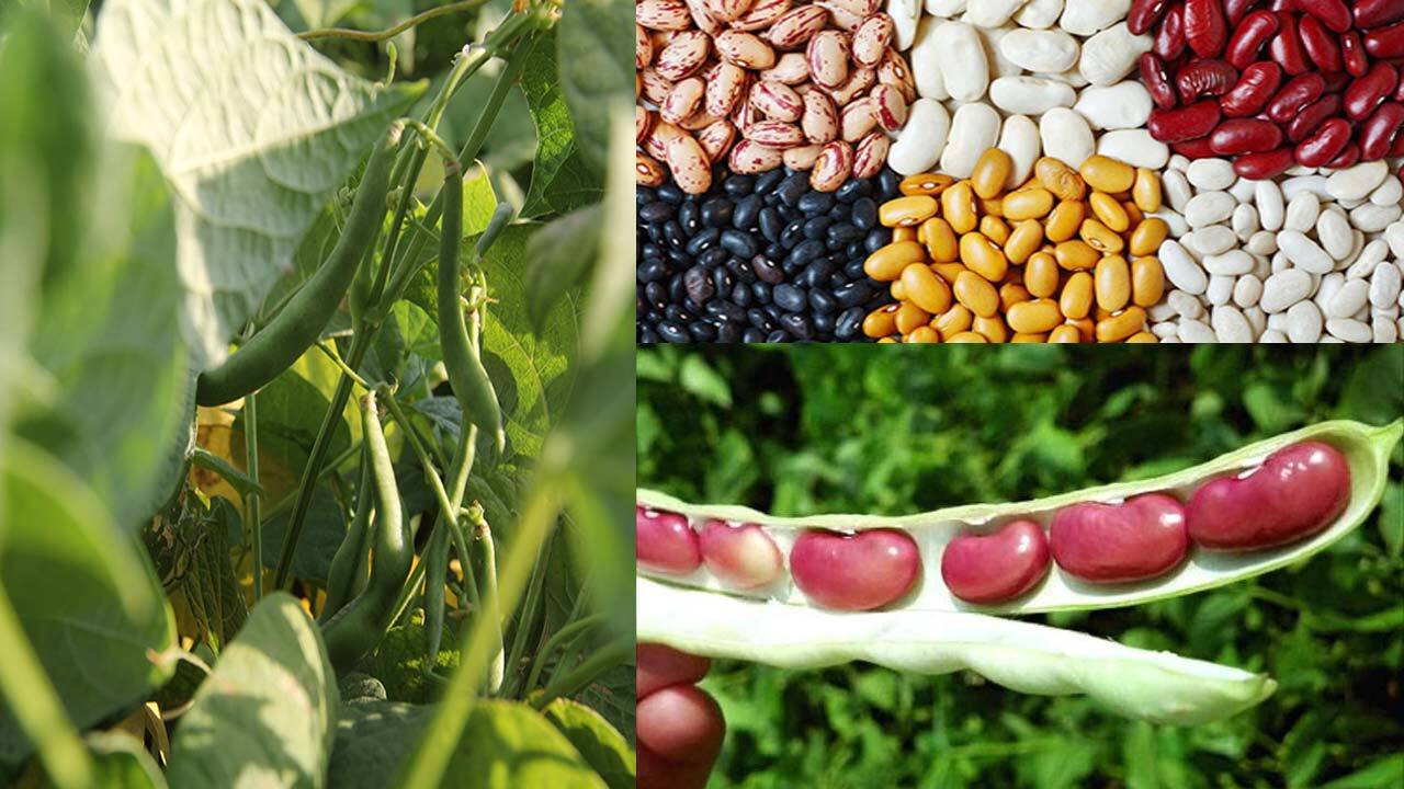 برداشت انواع لوبیا در کالپوش