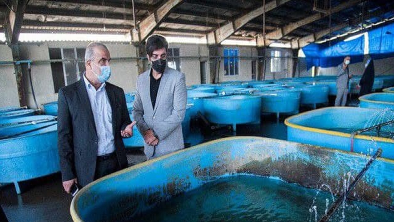 پایان طرح استفاده از ریزجلبک اسپیرولینا در تغذیه بچه ماهیان خاویاری