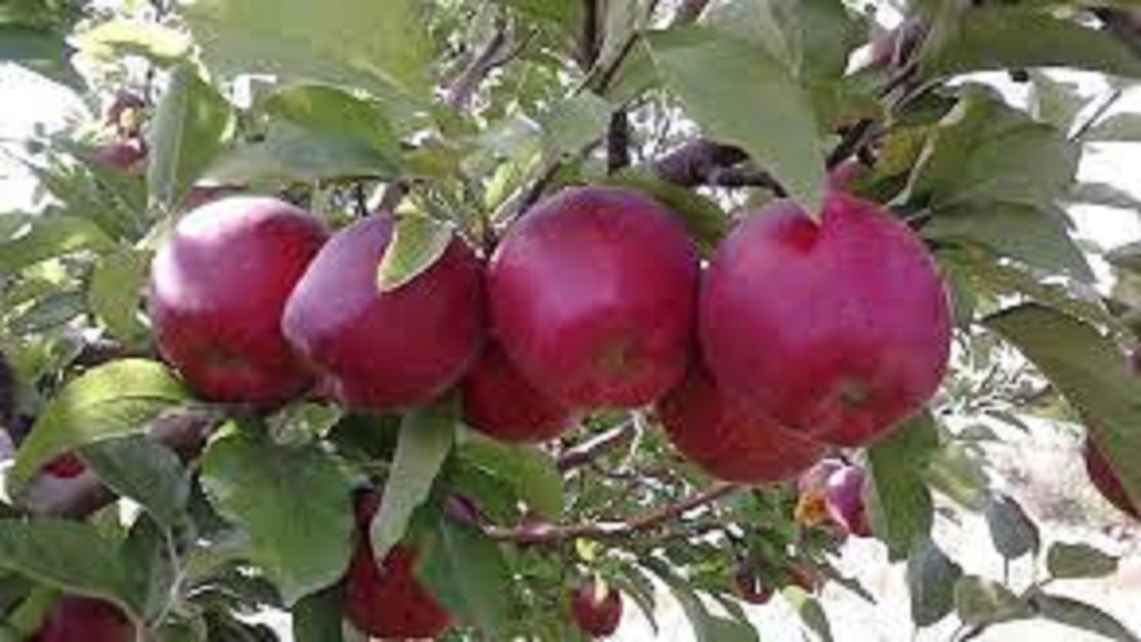 آغاز برداشت سیب نهاوند برای مصرف داخلی و صادرات به عراق
