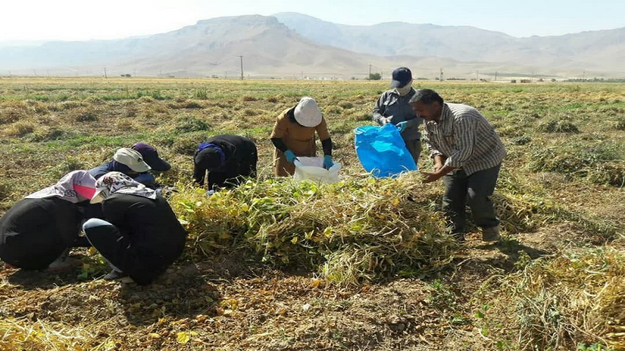 تولید بیش از ۳۶ هزار تن حبوبات دیم در کردستان