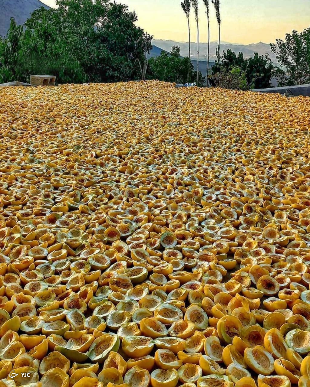 زردآلو خشکه