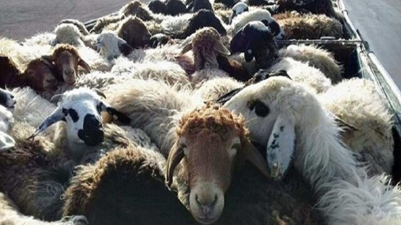 کشف ۴۶ راس احشام قاچاق در هلیلان
