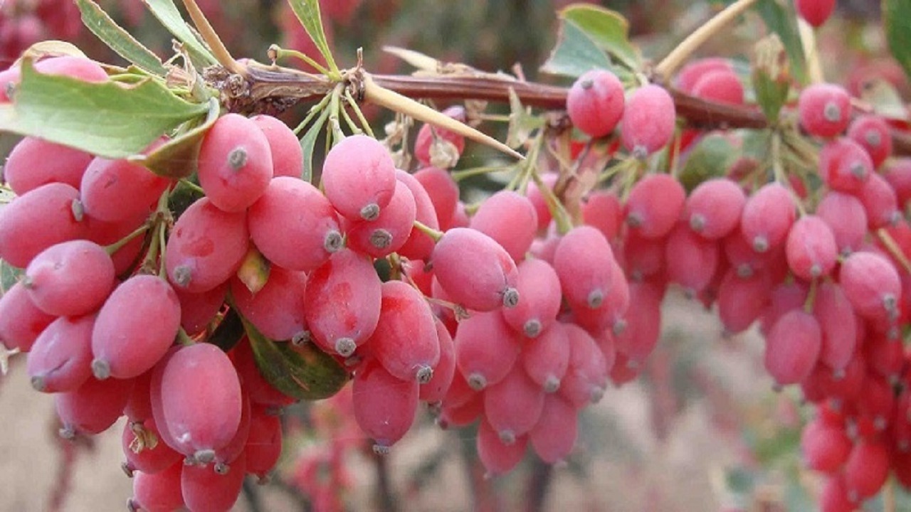 زرشک کاران زرشک خود را ارزان نفروشند