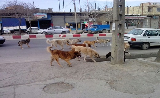 معضل  جدی سگ&zwnj;های ولگرد در سنندج