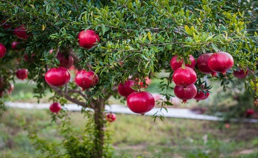 آغاز برداشت یاقوت&zwnj; سرخ در گیلان