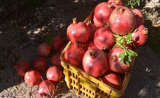 آغاز برداشت یاقوت&zwnj; سرخ در گیلان