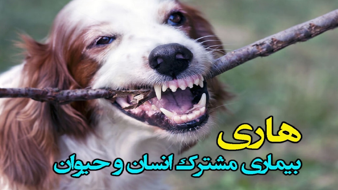 آمادگی ۲۴ ساعته مراکز بهداشتی برای پیشگیری از بیماری هاری