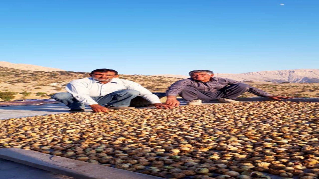 یک محصول و هزاران دغدغه از نداشتن سند مالکیت کشاورزان تا دغدغه بازسازی جاده دسترسی به باغ‌ها