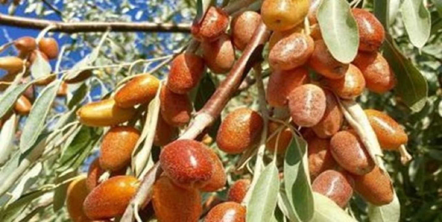 آغاز برداشت سنجد در شاهرود