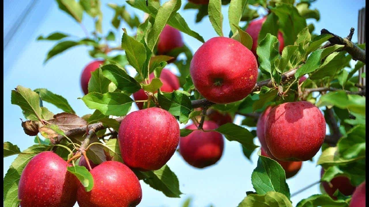 صادرات روزانه ۳ هزار تن سیب درختی از شهرستان ارومیه